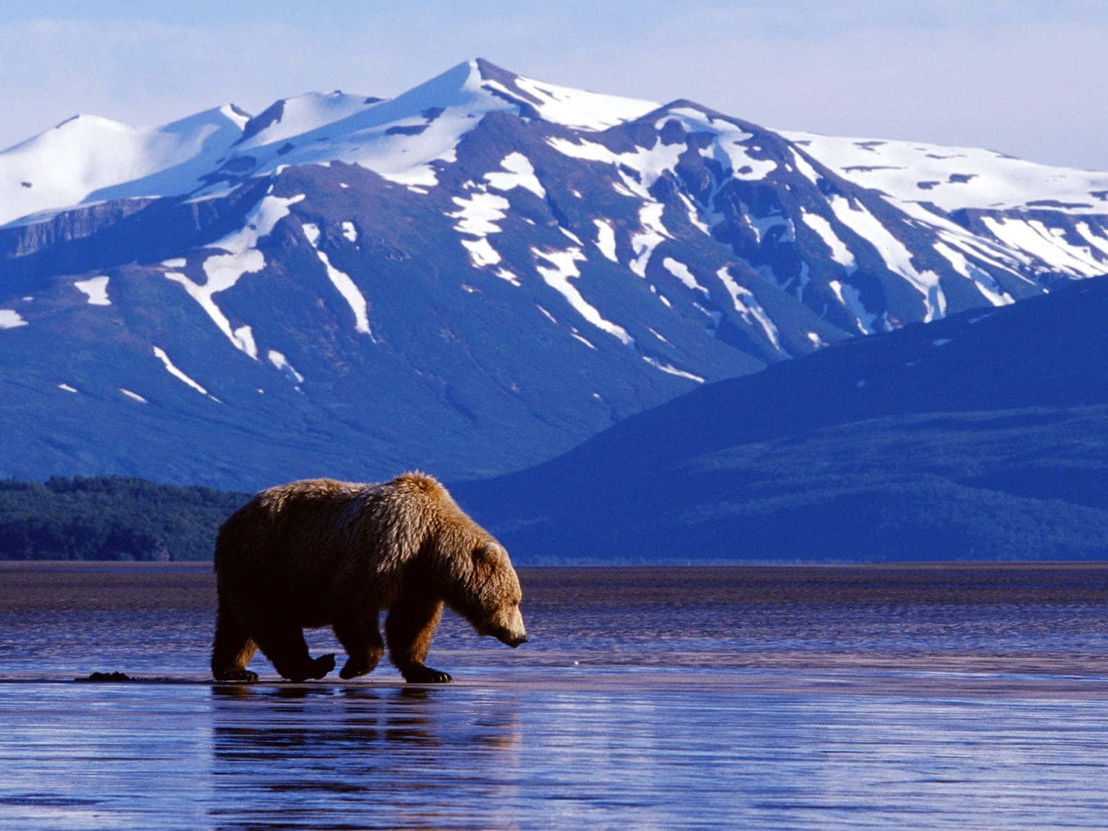 Grizzly Bear Walkingin Waterwith Mountain Backdrop Wallpaper