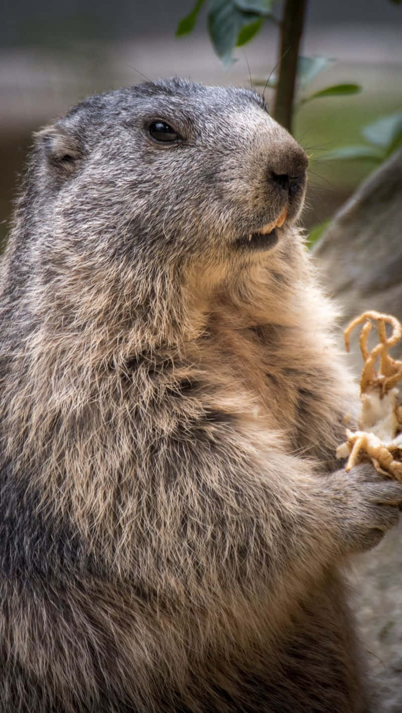 Groundhog_ Closeup_ Portrait.jpg Wallpaper