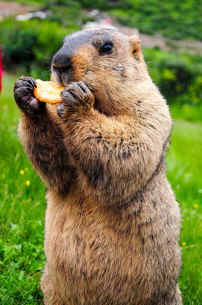 Groundhog Eating Cracker.jpg Wallpaper