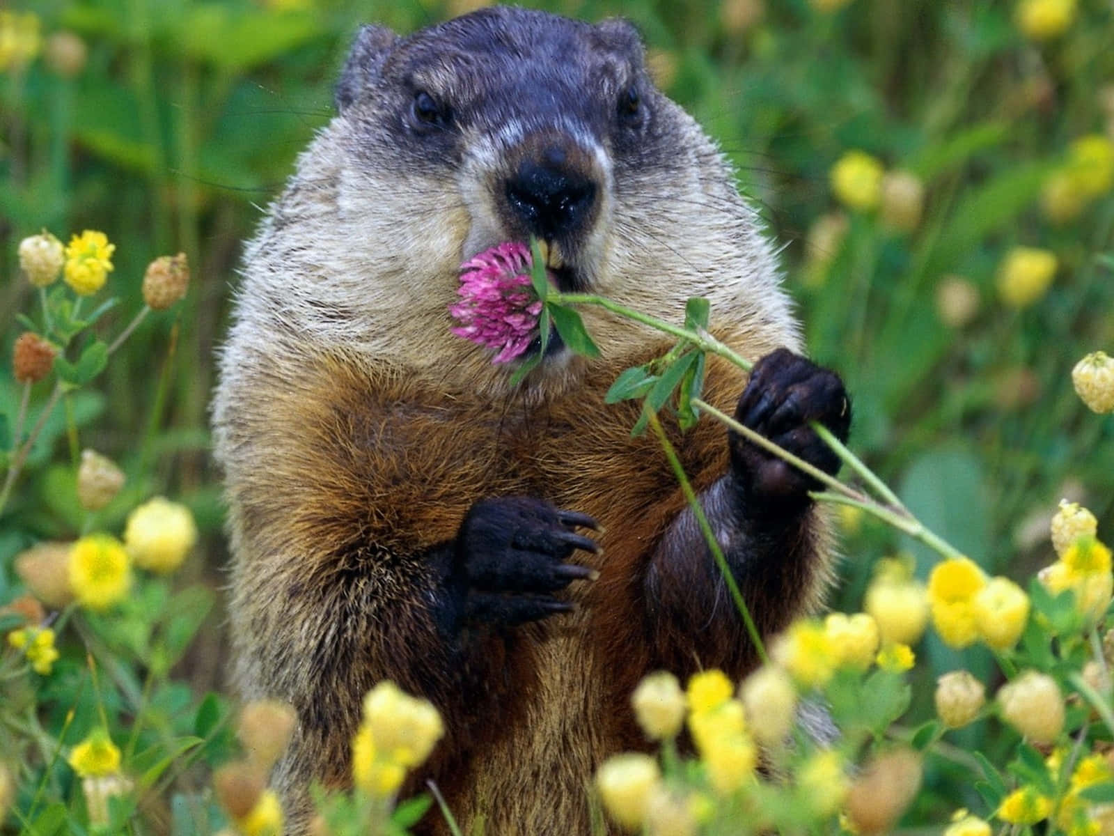 Groundhog Eating Flower Wallpaper