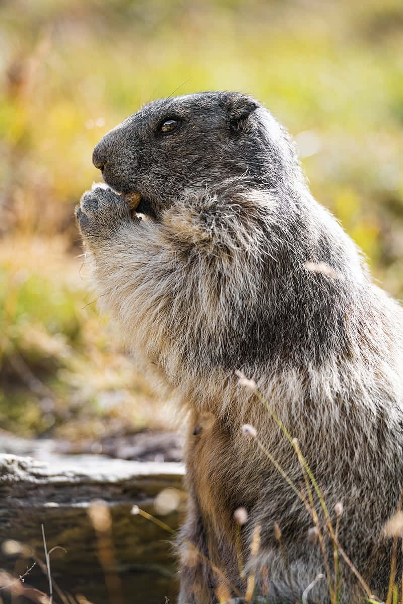 Groundhog Eating In Nature.jpg Wallpaper