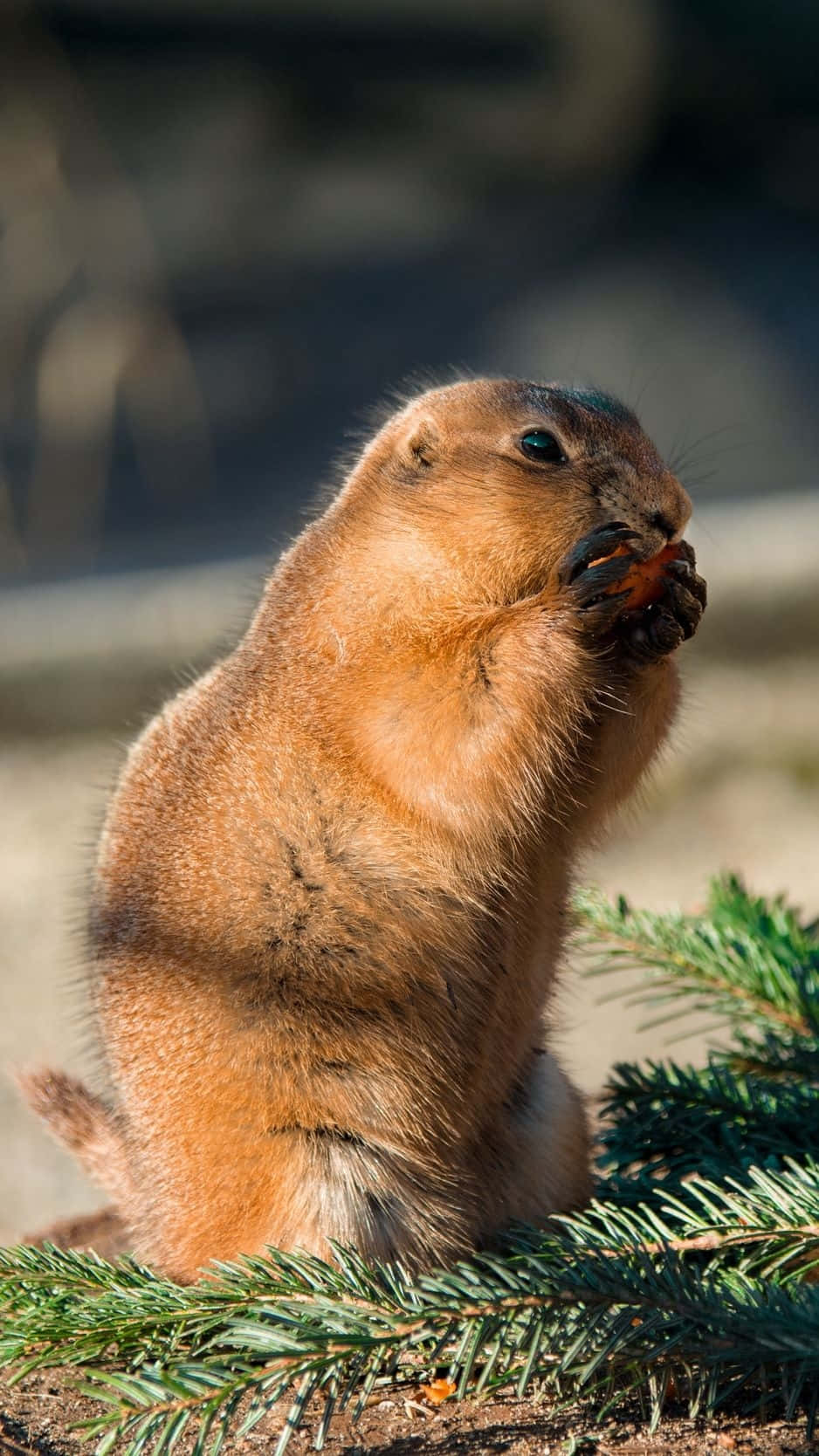 Groundhog_ Eating_on_ Log.jpg Wallpaper