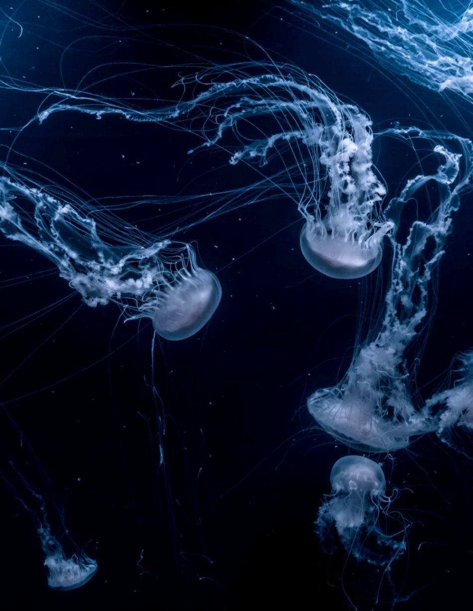 Group Of White Jellyfish Underwater Wallpaper