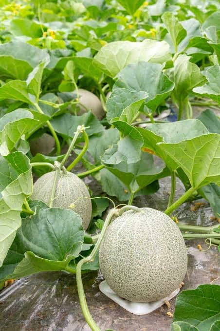 Growing Cantaloupe Wallpaper