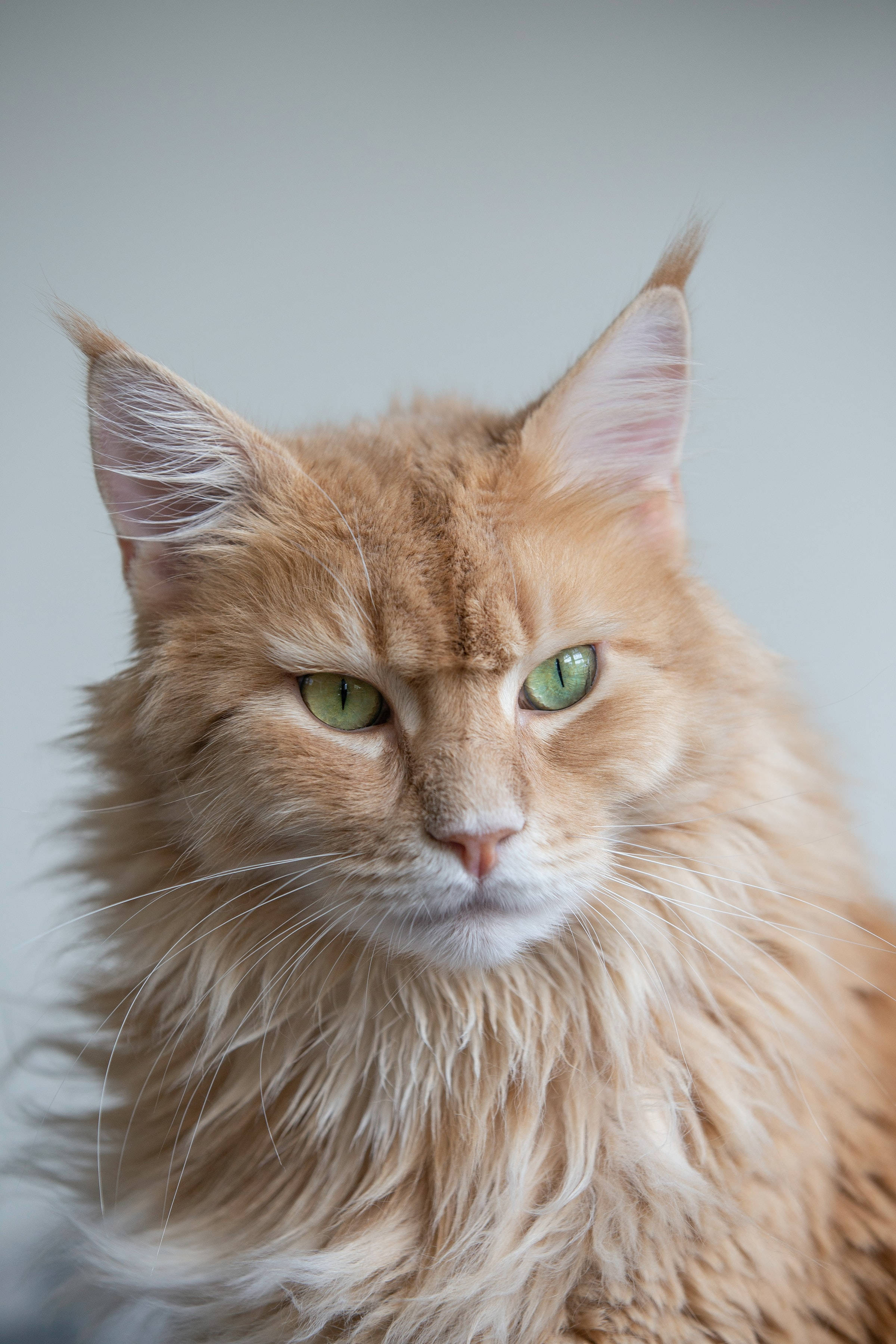 Grumpy Maine Coon Cat Pfp Wallpaper