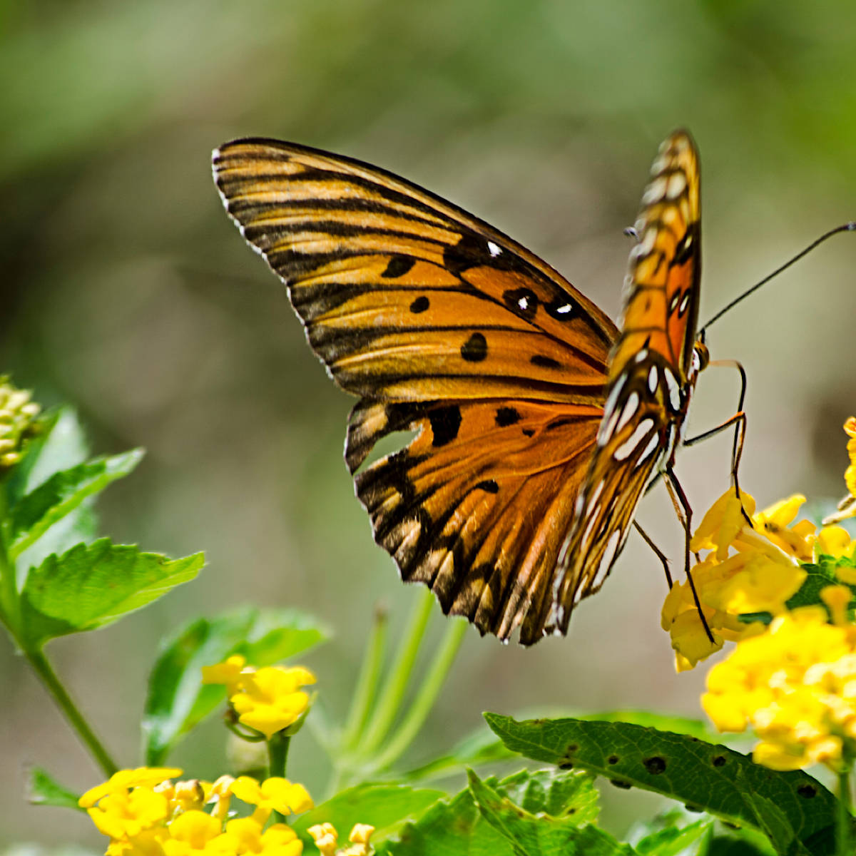 Gulf Fritillary Butterfly On Flower Wallpaper