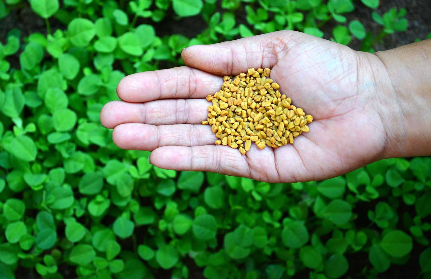 Hand Full Of Fenugreek Wallpaper