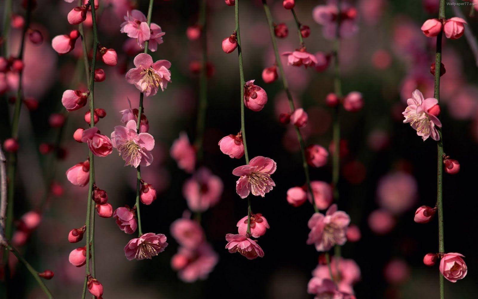 Hanging Cute Pink Flower Blooms Wallpaper