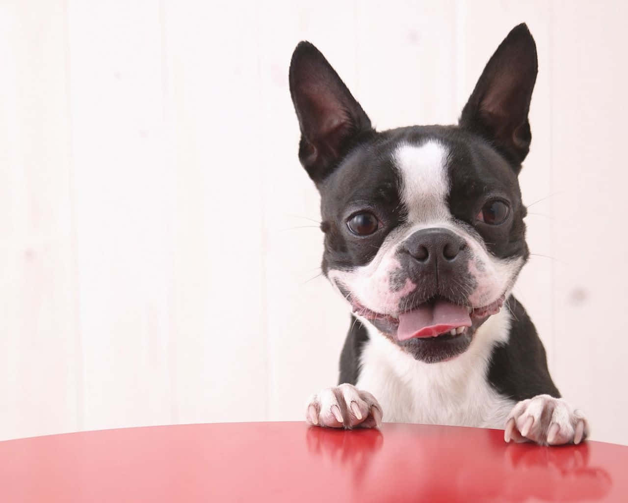 Happy Go Lucky Boston Terrier Wallpaper