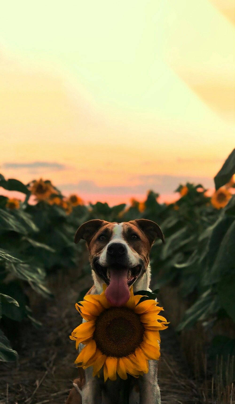 Happy Sunflower Dog Animal Wallpaper