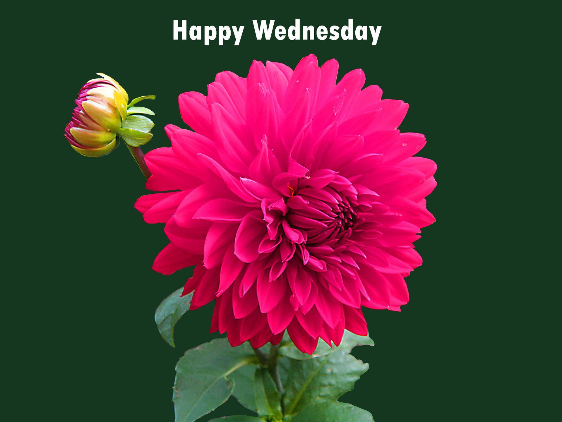 Happy Wednesday Greeting Pink Dahlia Wallpaper