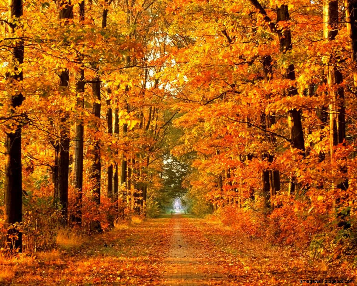 Hd Autumn Trees Wallpaper