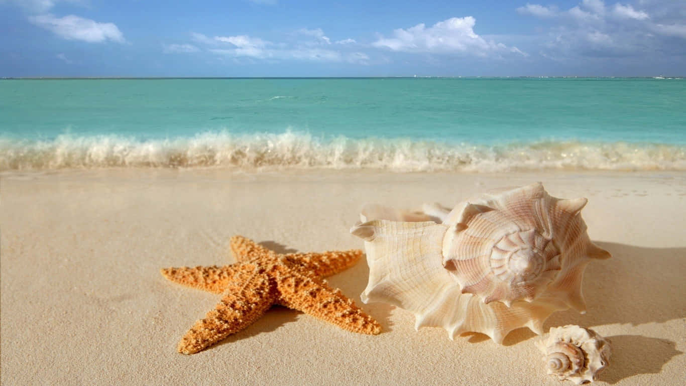 Hd Beach With Starfish And Seashells Wallpaper