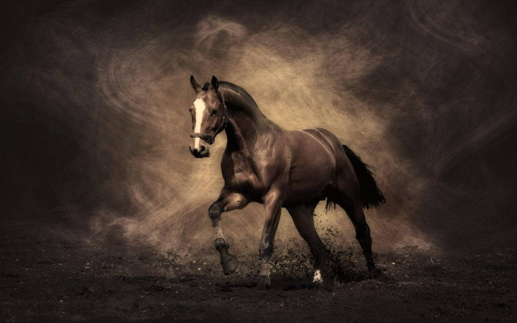 Hd Wallpapers | Hd Wallpaper Sephia Horse Colour | Hd Gallery Wallpaper