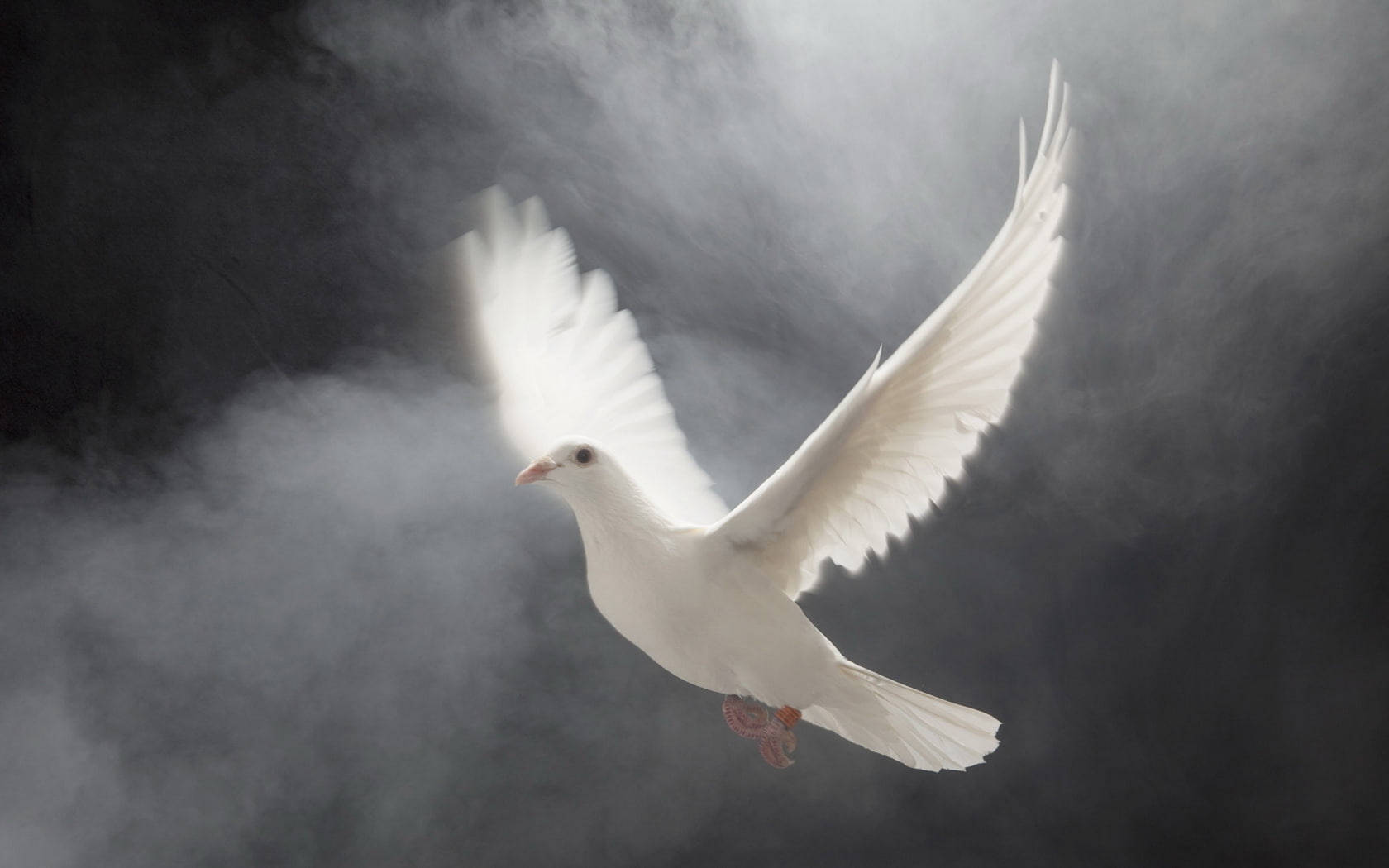 Heavenly White Dove Wallpaper