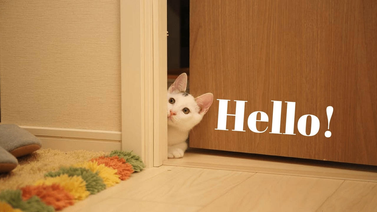Hello From A Cute Cat Wallpaper