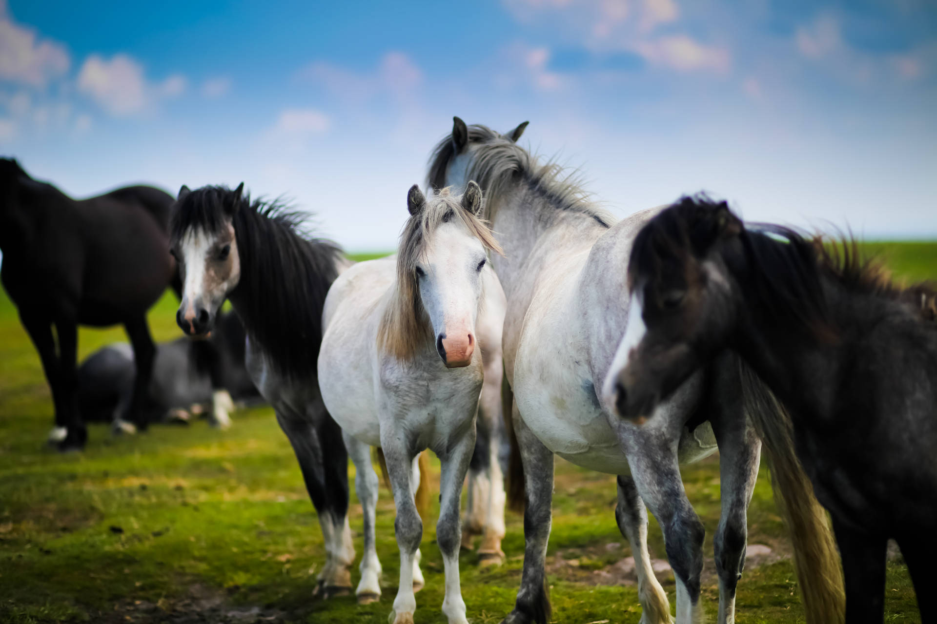 Herd Of Horses Cute Desktop Wallpaper