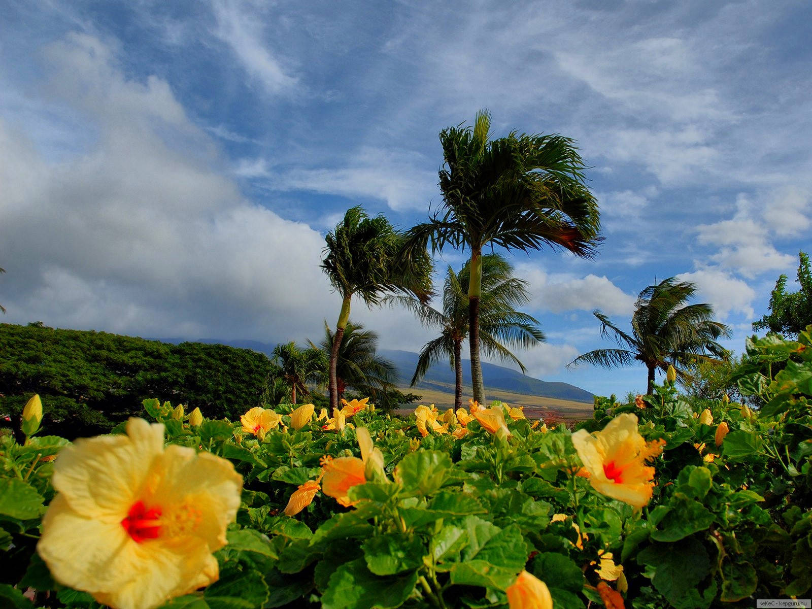 Hibiscus Flower Field Wallpaper