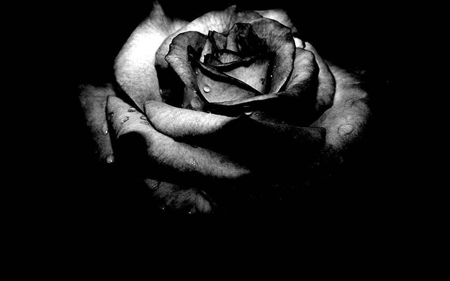 High Dynamic Range Black And White Rose Wallpaper