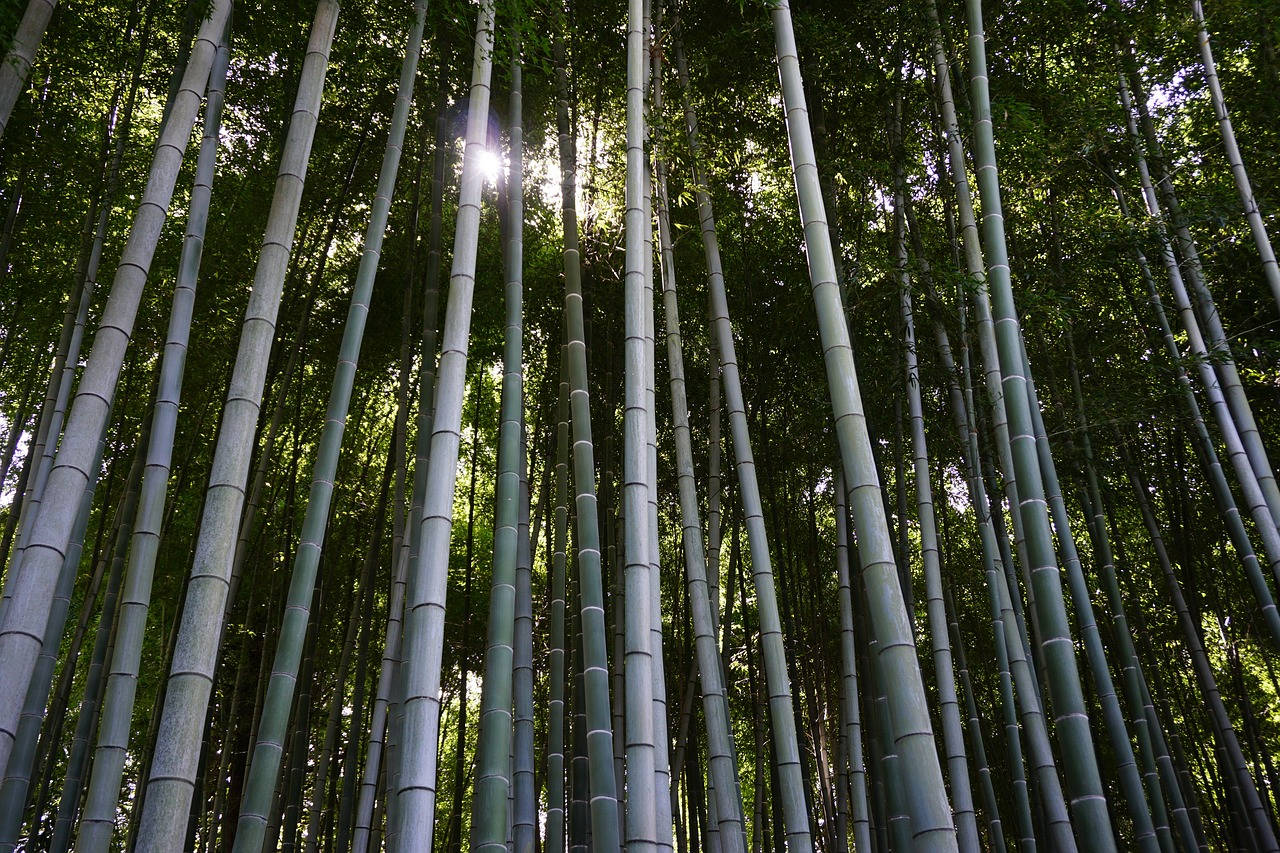 High Green Bamboo 4k Plants Wallpaper