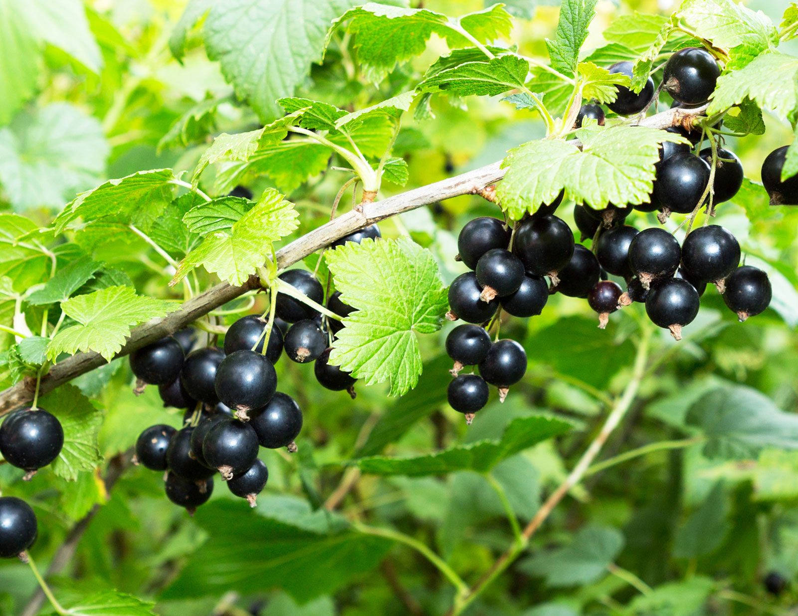 High-yielding Blackcurrant Wallpaper