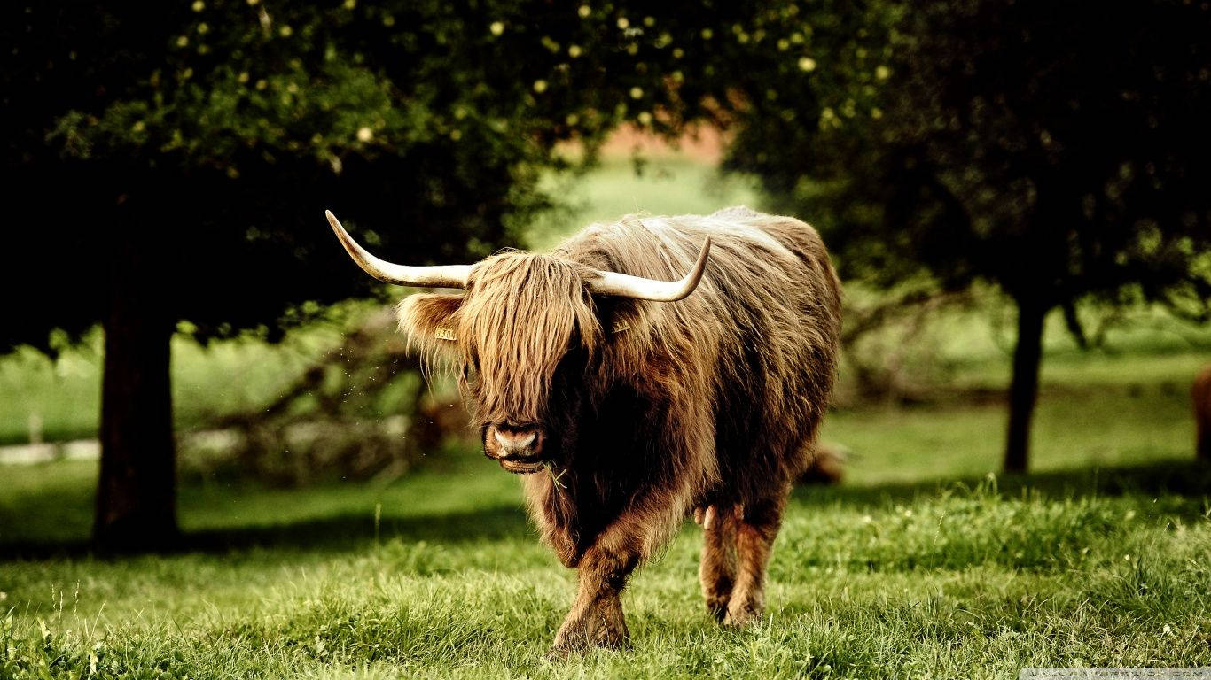 Highlander Bull Animal Wallpaper