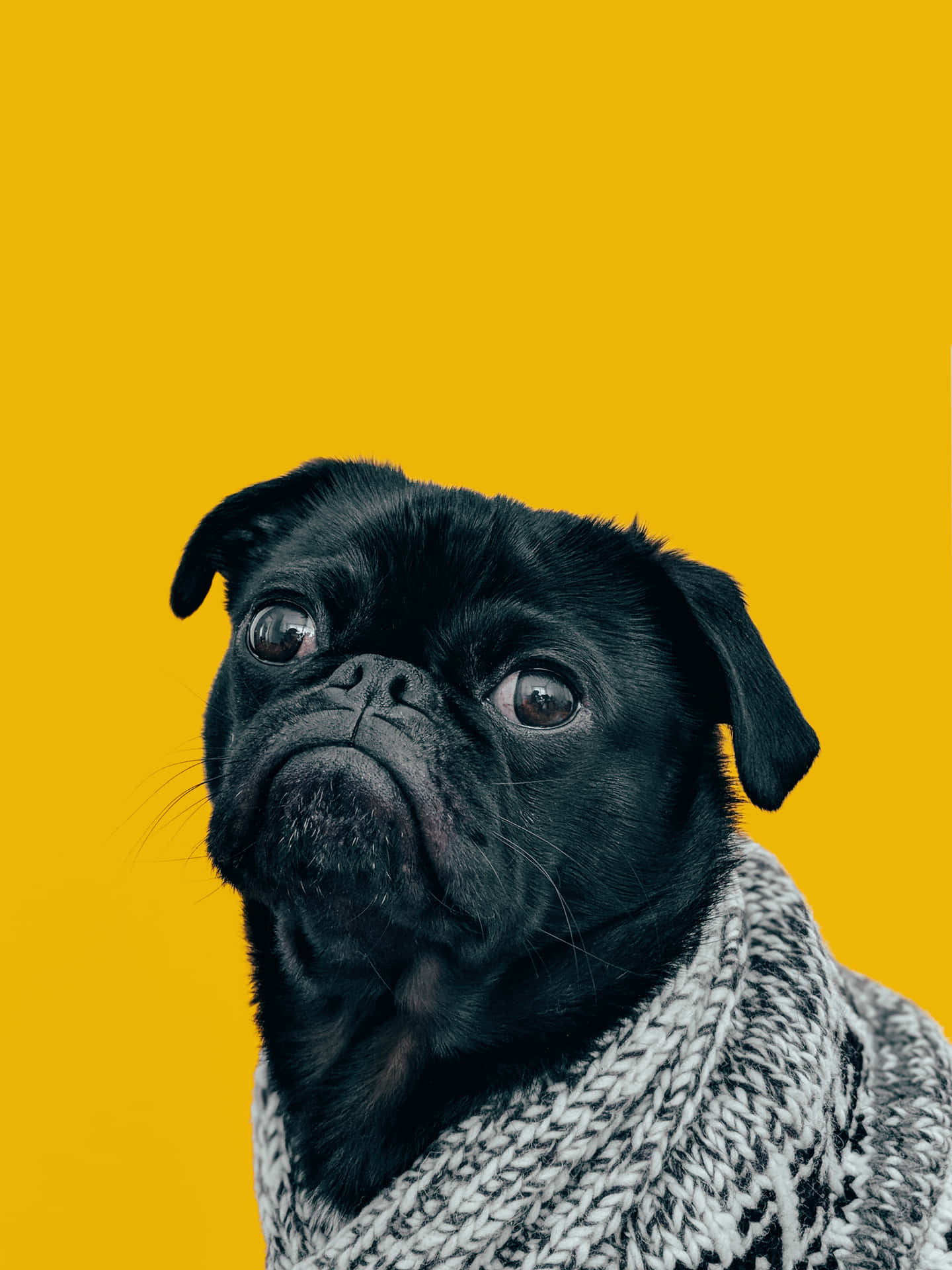 Hilarious Black Pug Wallpaper