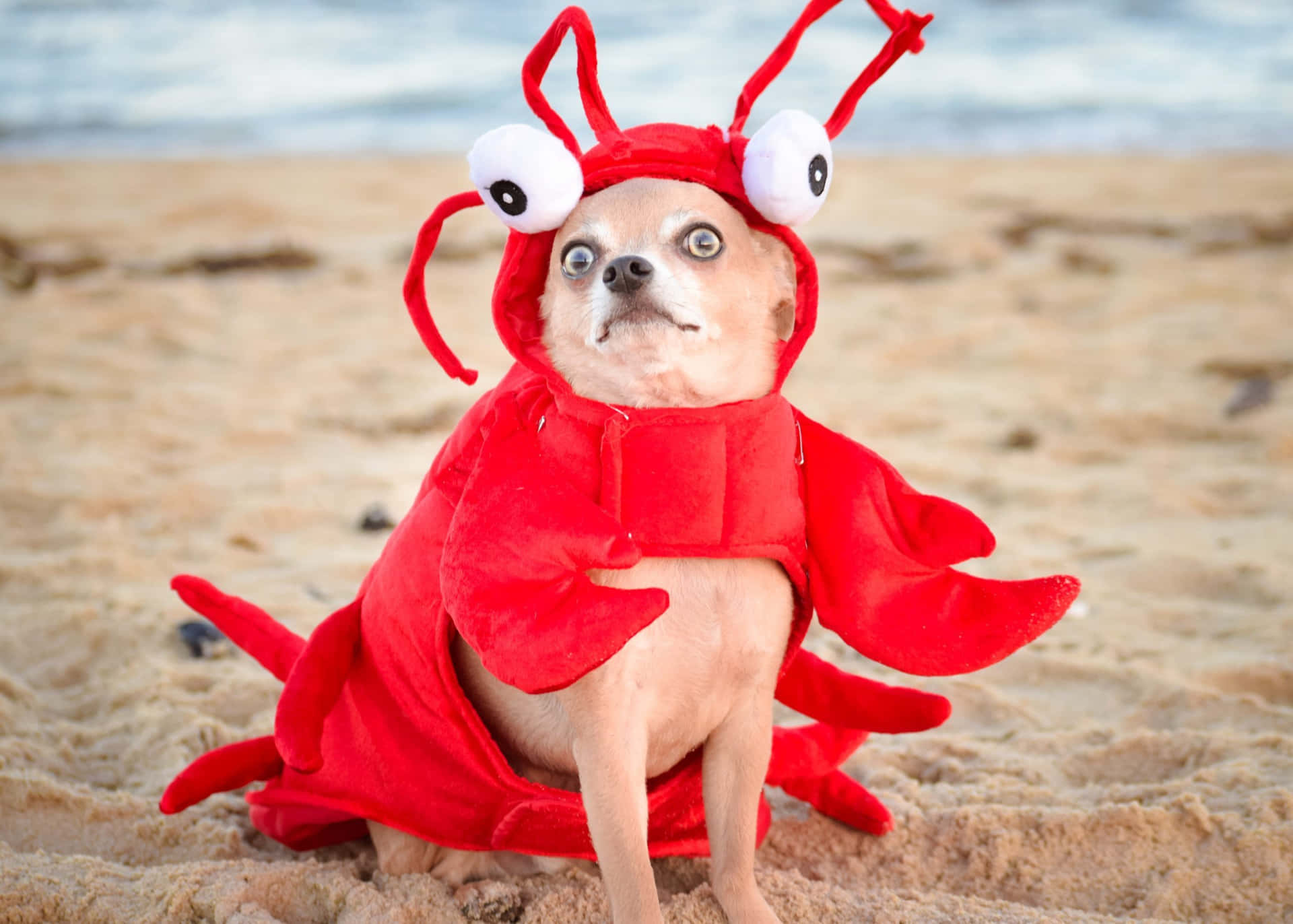 Hilarious Dog Dressed As A Lobster Wallpaper