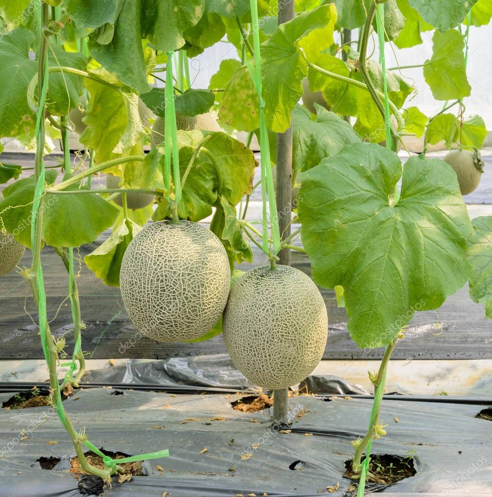 Honeydew Melon Plant Wallpaper