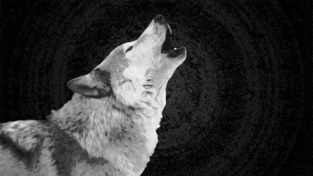 Howling White Wolf Wallpaper