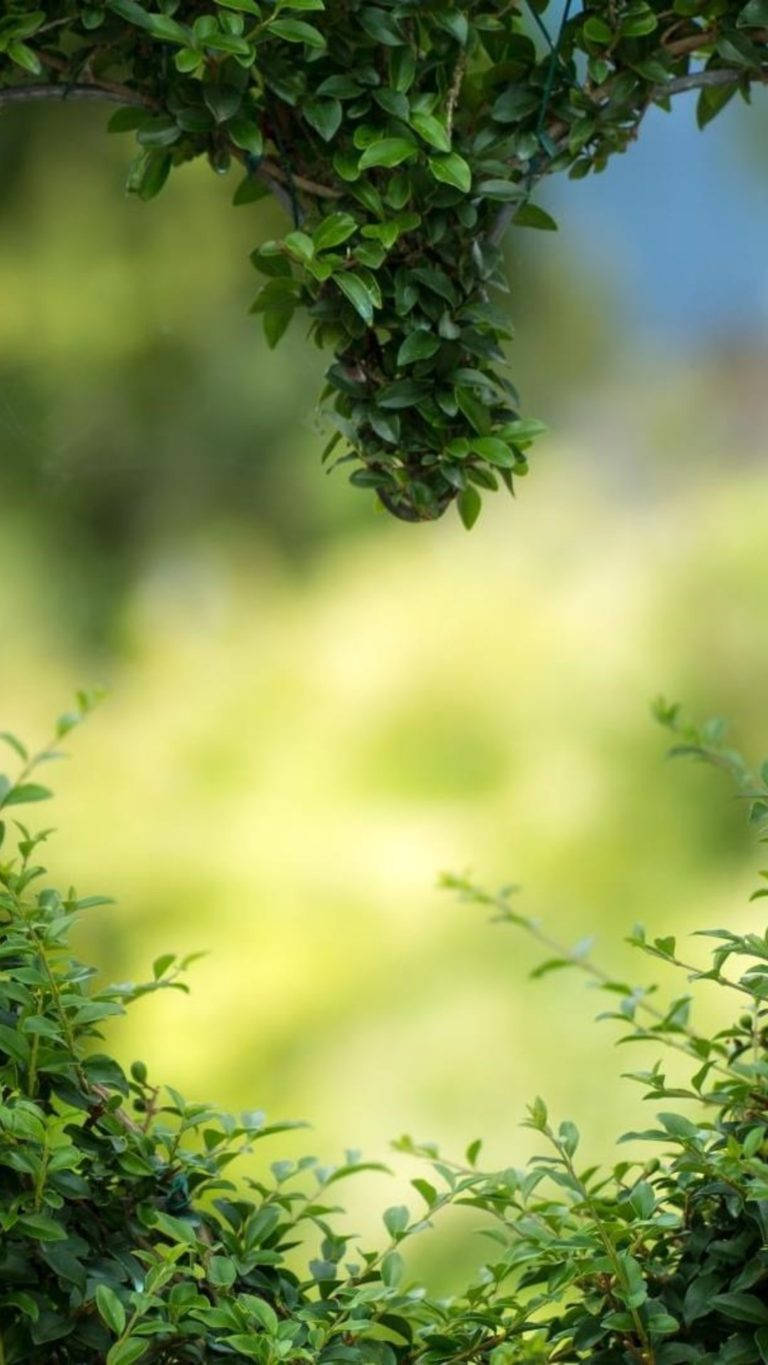 Huawei Honor Close-up Heart Bush Wallpaper