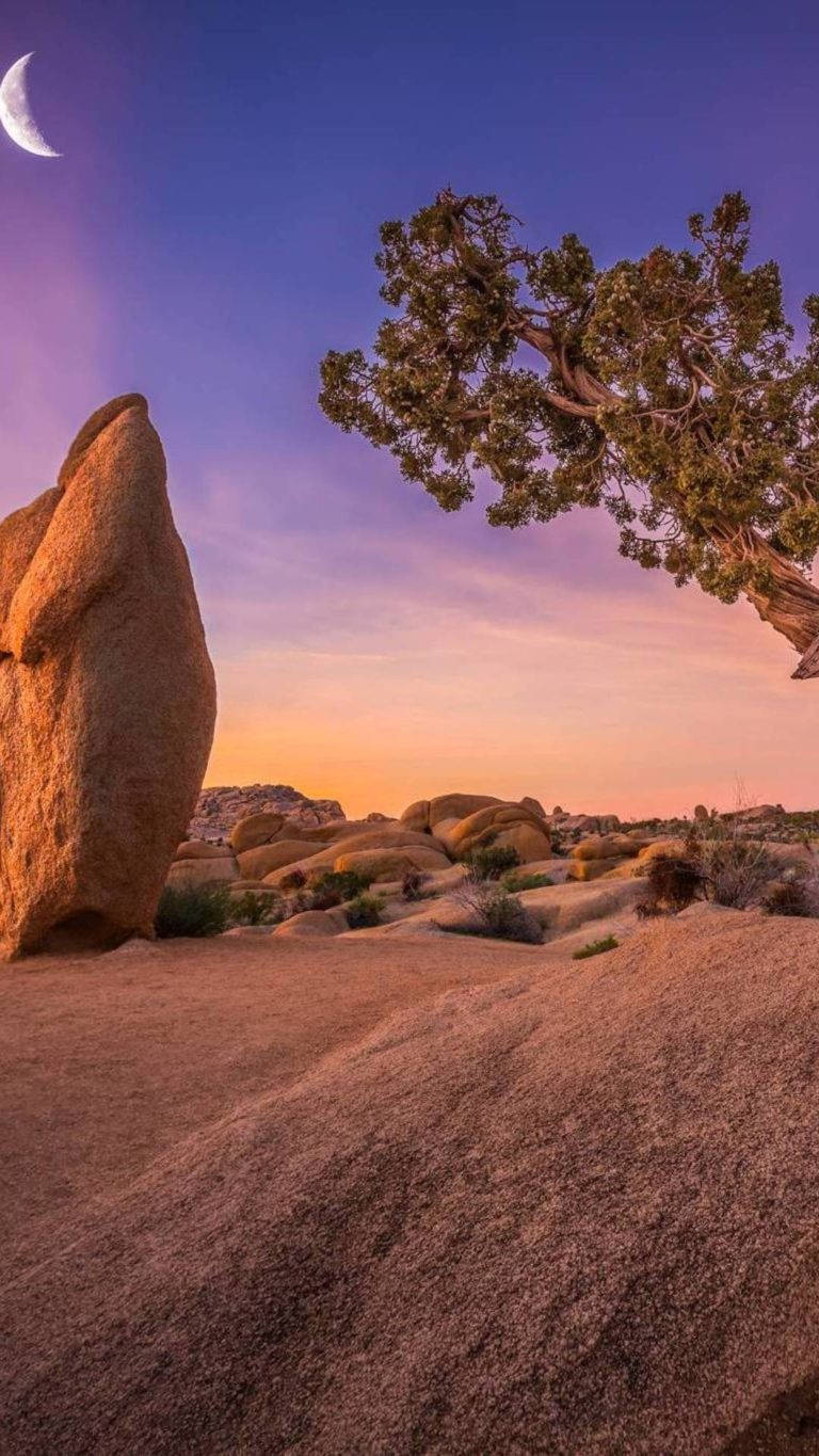 Huawei Honor Joshua Tree Wallpaper