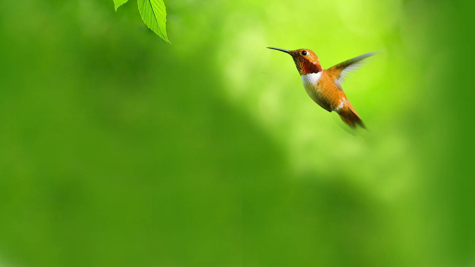 Hummingbird Full Hd 1600x900 Wallpaper