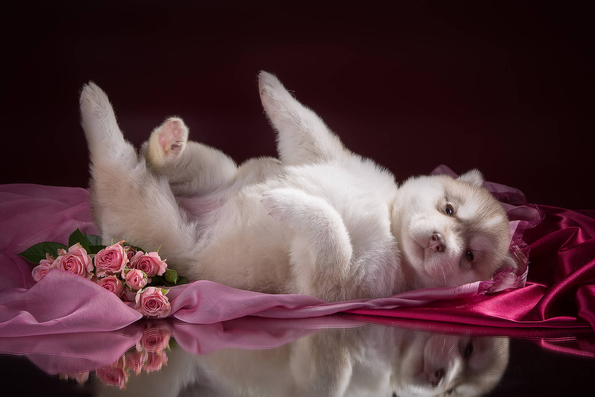Husky Cute Puppy On Pink Rose Wallpaper