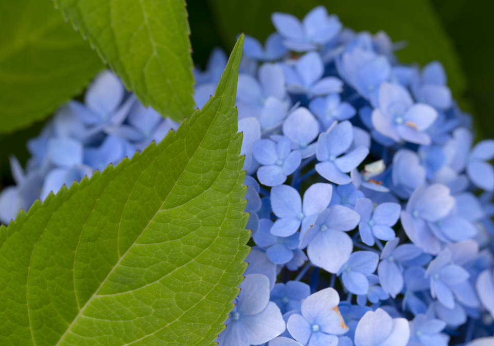 Hydrangea Blue Color Hd Wallpaper