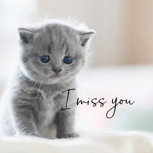 I Miss You Kitten Wallpaper