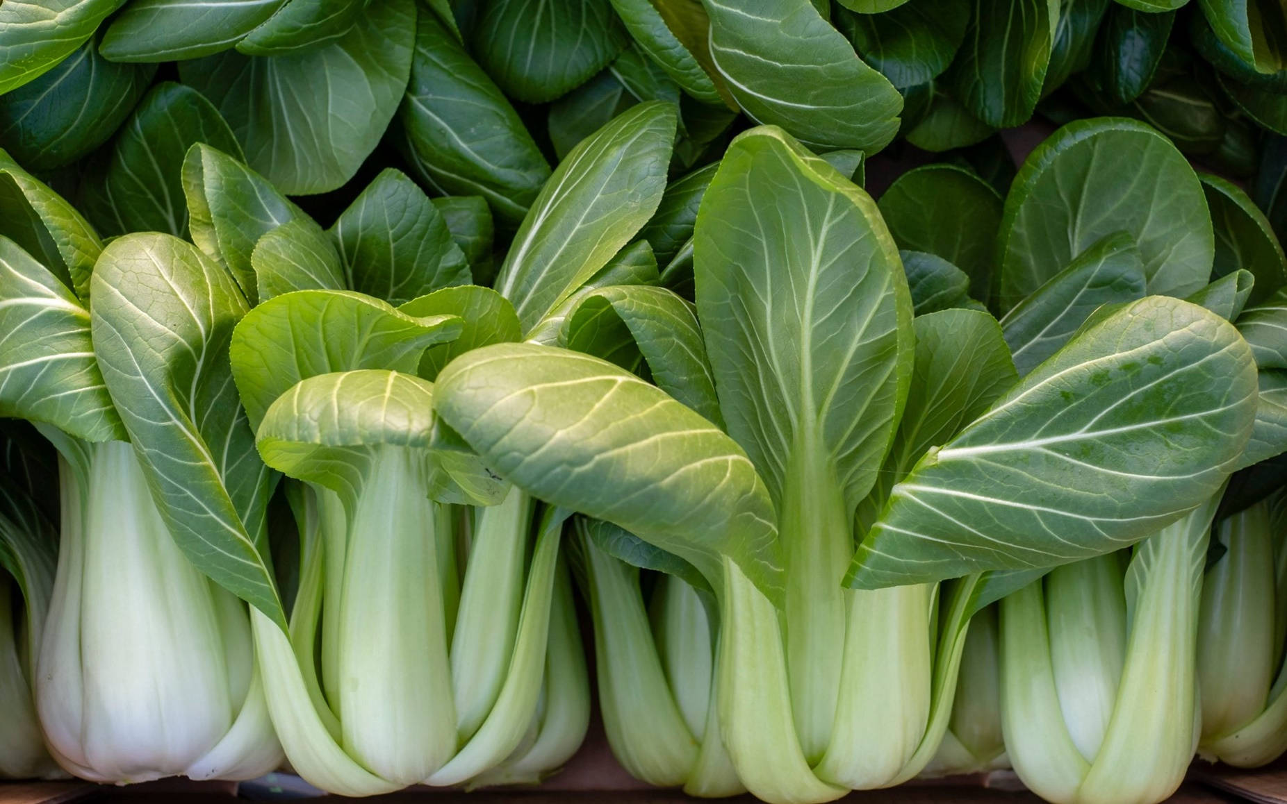 Illuminated Fresh Bok Choy Chinese Cabbages Wallpaper