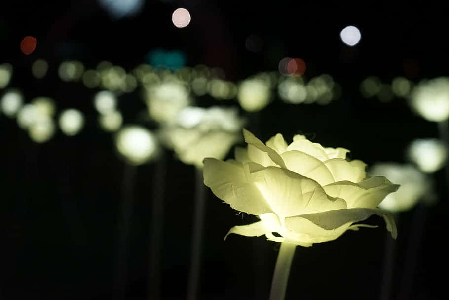 Illuminated Nighttime Rose Garden Wallpaper