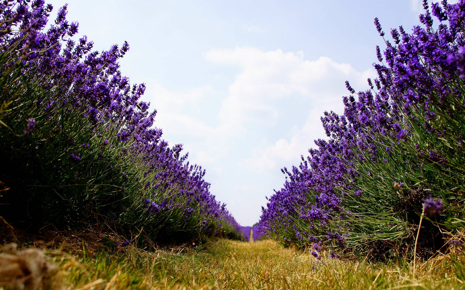 In Between Rows Of Lavender Desktop Wallpaper