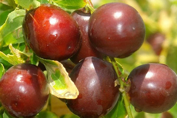 Indian Jujube Fruits Wallpaper