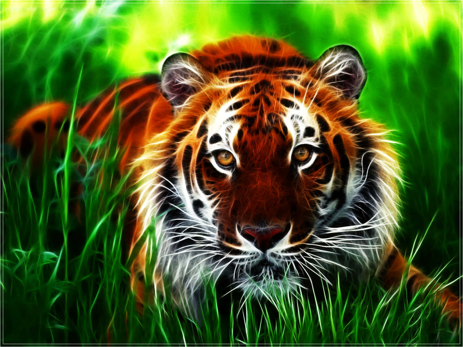 Indian Tiger On Grass Digital Wallpaper