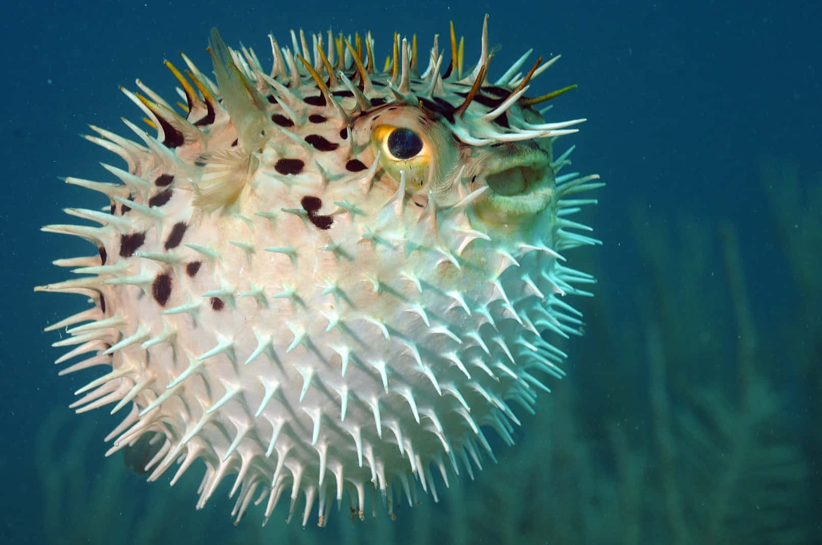 Inflated Pufferfish Underwater.jpg Wallpaper