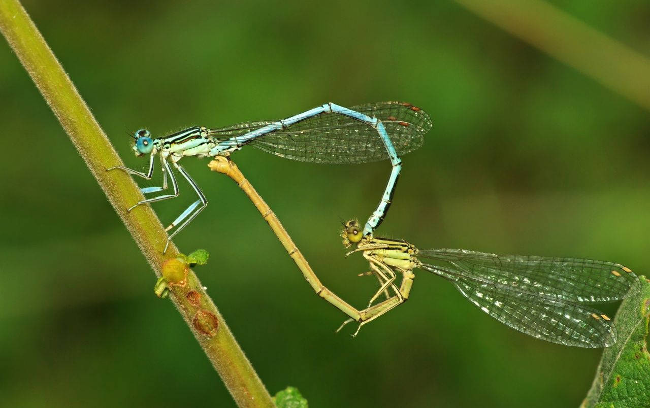 Insect Damselflies Mating Wallpaper