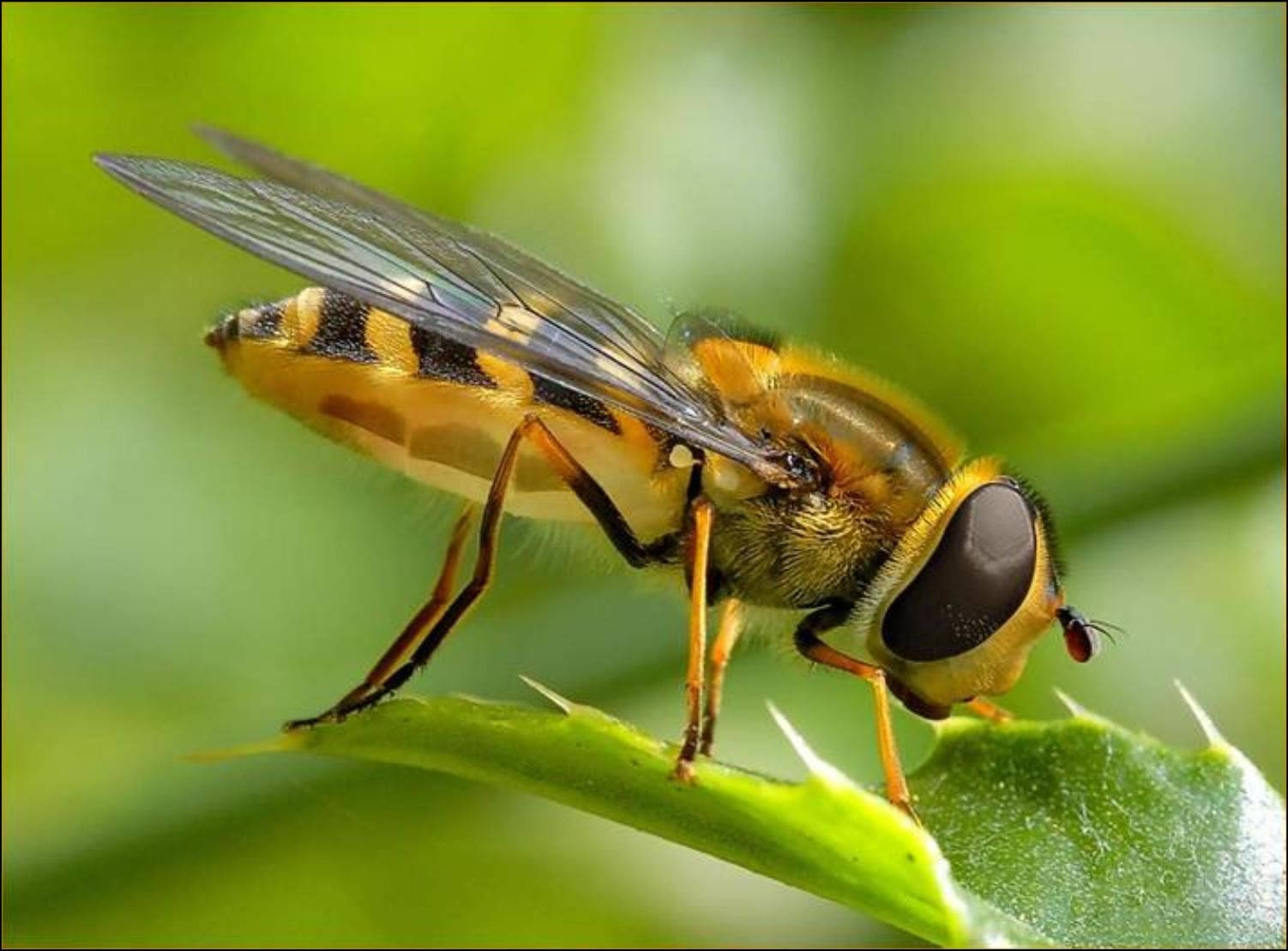 Insect On A Pointy Leaf Wallpaper