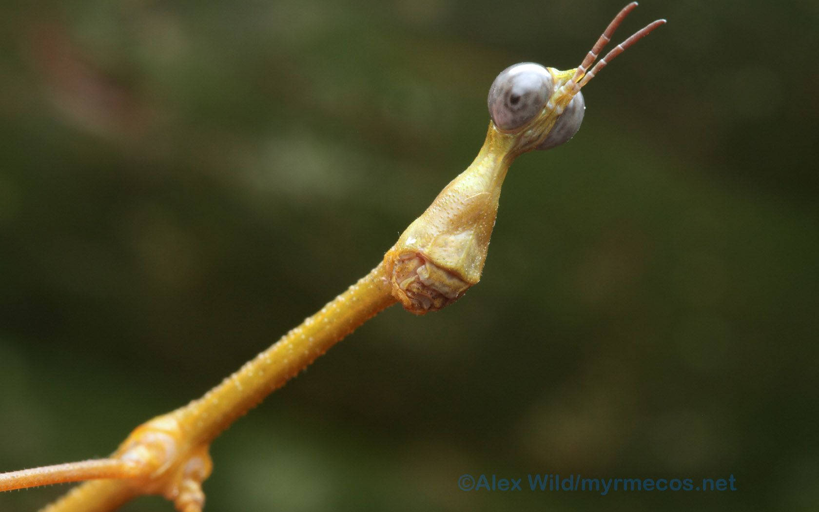 Insect With Alien-like Face Wallpaper