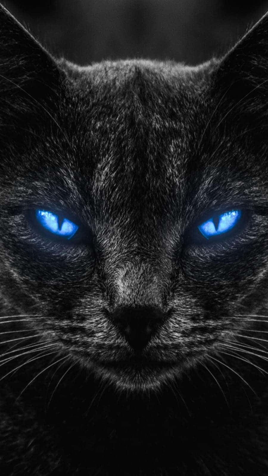 Intense Blue Cat Eyes Wallpaper