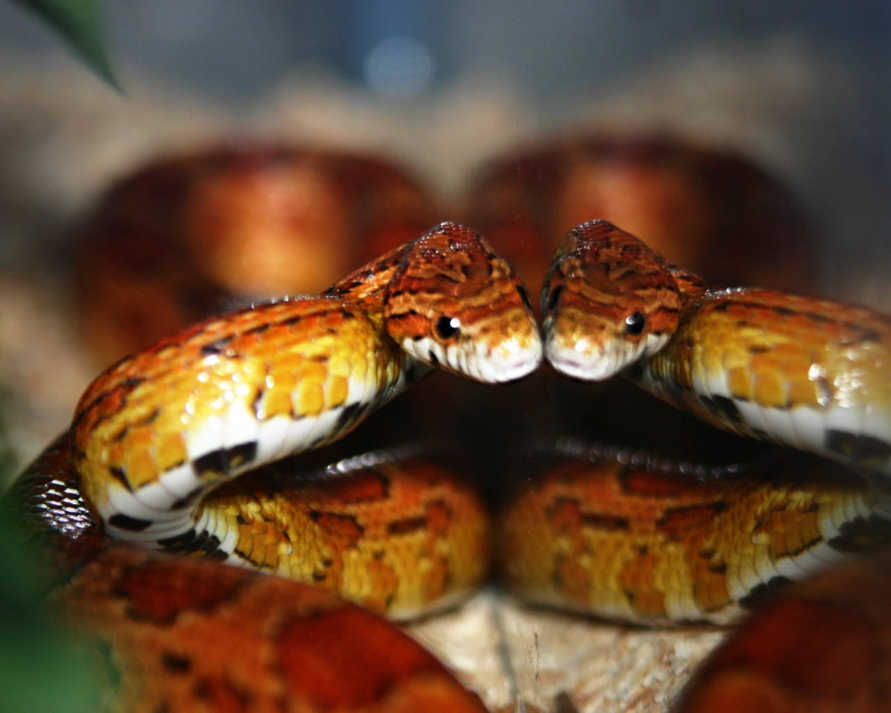 Intriguing Display - Corn Snake Encountering Its Reflection Wallpaper