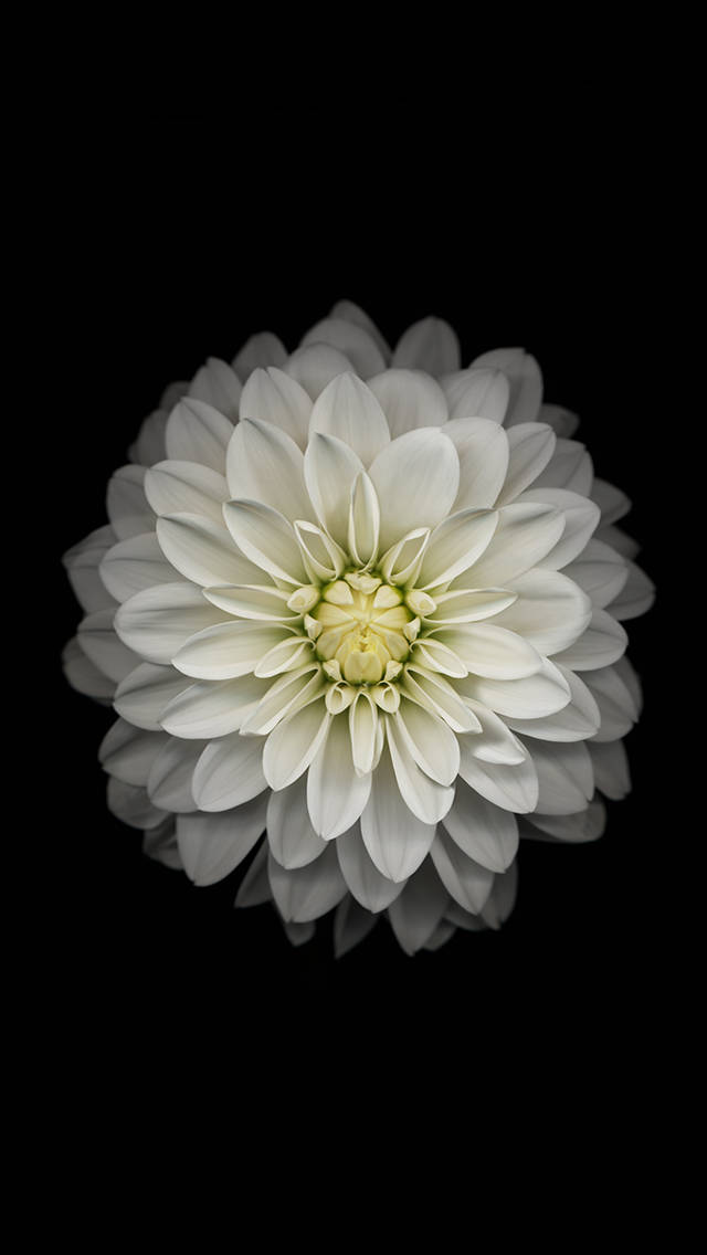 Ios 8 White Flower Wallpaper