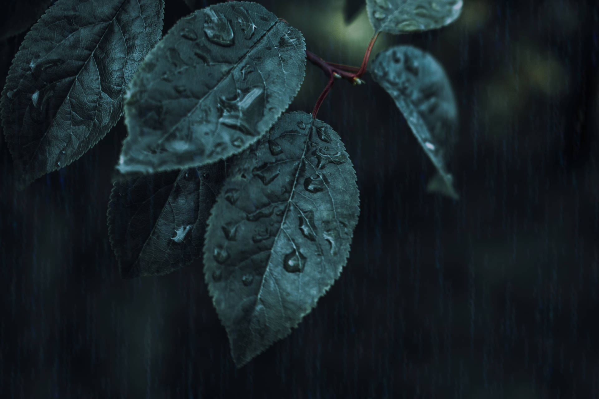 Iphone 4k Leaves Rain Wallpaper