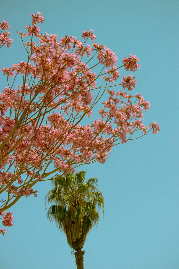 Iphone Home Screen Pink Trumpet Tree Wallpaper